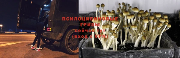 дмт Инсар